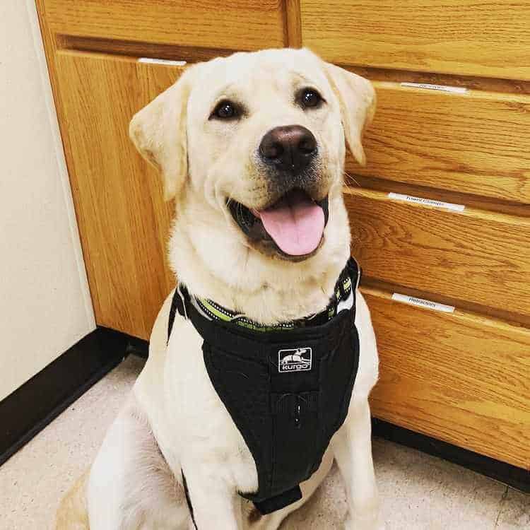Veterinary Services in Smithtown, NY | Smithtown Village Animal Hospital Veterinary Services in Smithtown, NY | Smithtown Village Animal Hospital