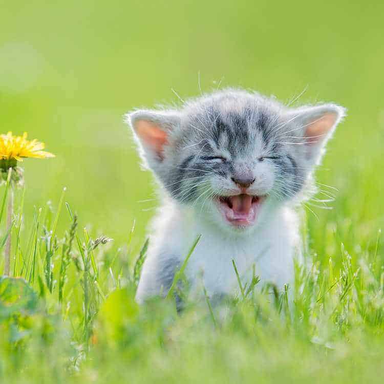 Kitten in a meadow.