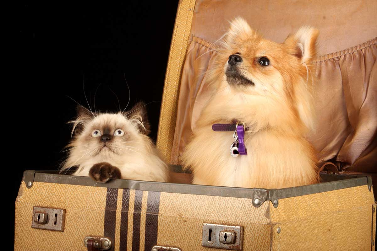 A dog and cat sitting inside a box.