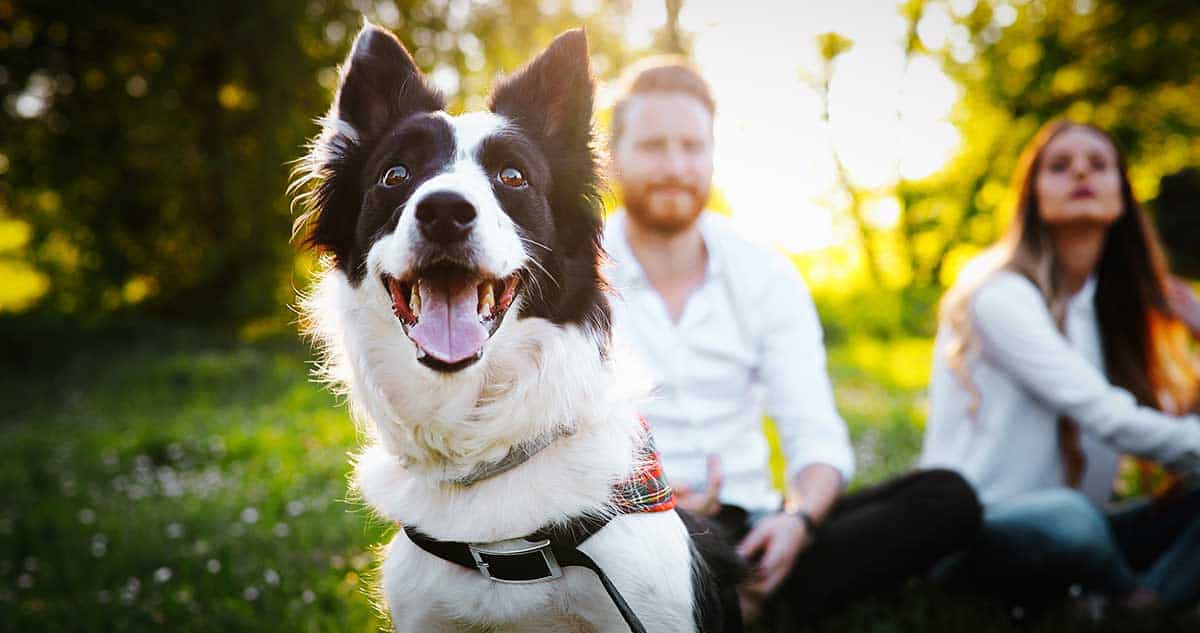 Happy dog smiling with their family.
