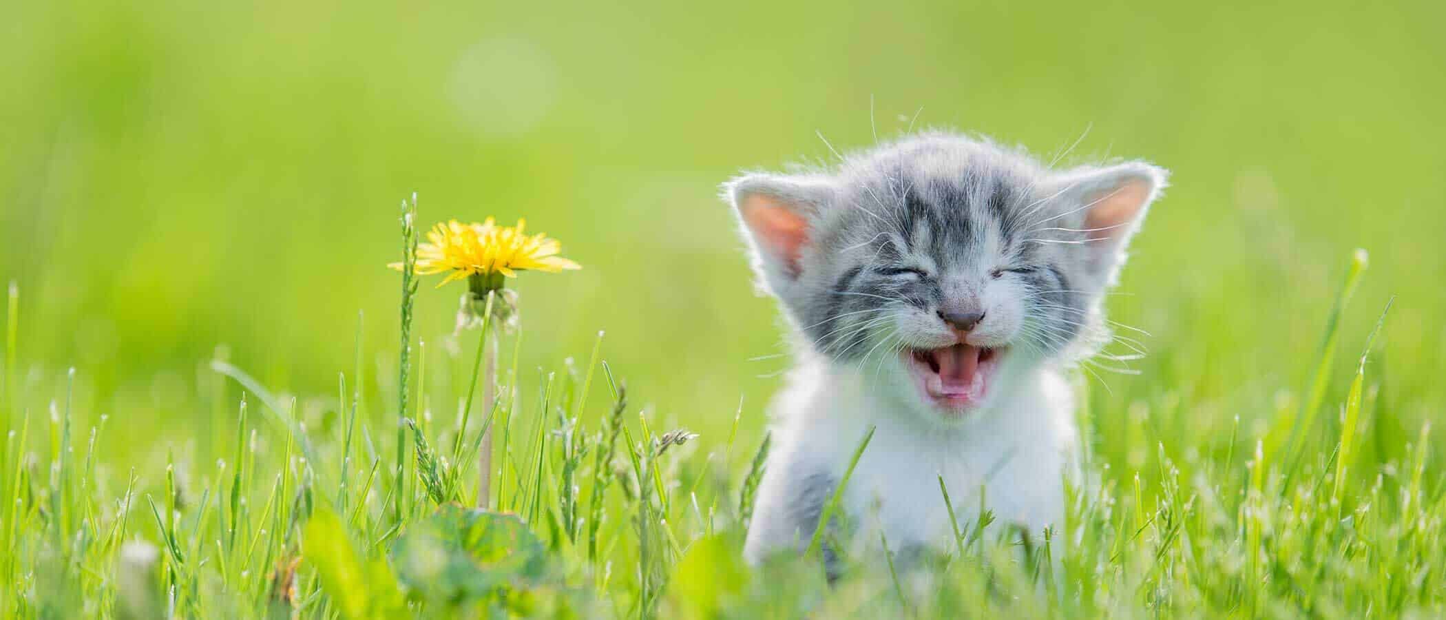 Pet Nutrition In Smithtown NY Smithtown Village Animal Hospital